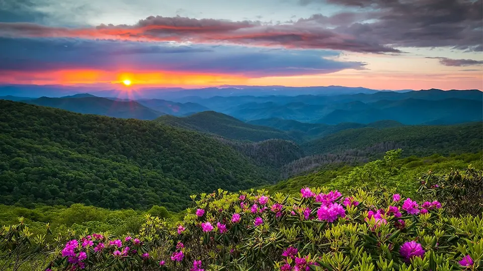 Blue ridge mountains with Rhododendron flowers - 