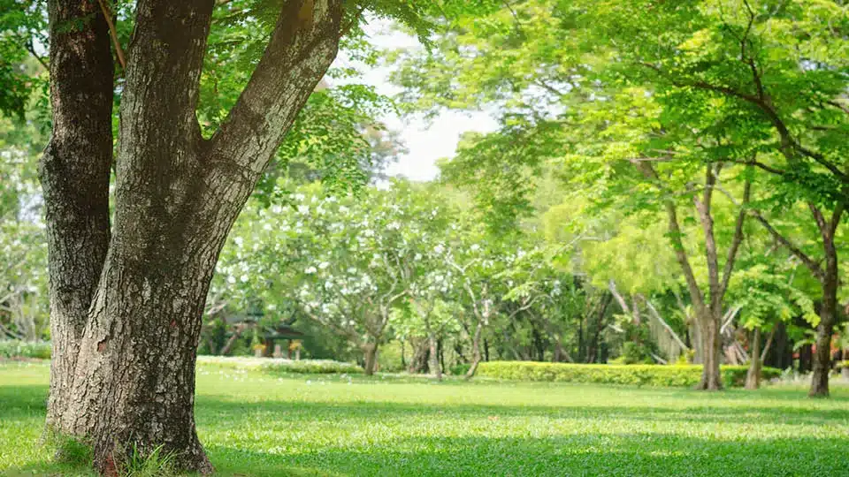 A photo of Valle Greene Park that shows lush green trees and grass