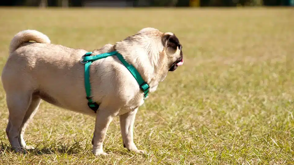 A picture of a pug standing in Sandhill Park which is close to Mini Mall Storage