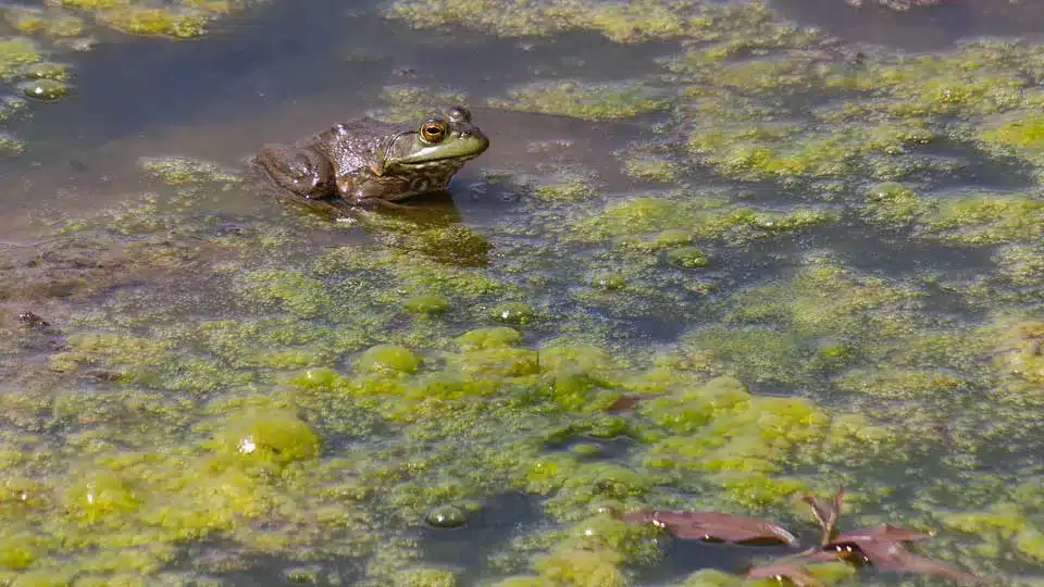 image of a frog in a pond in loveland, OH