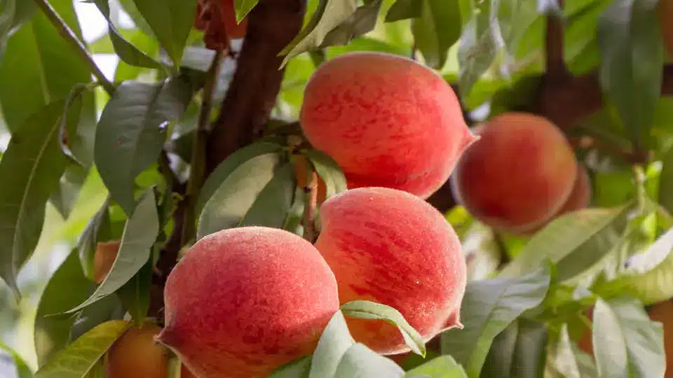 Johnson City Peach Festival Peaches