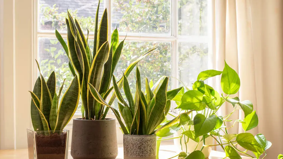 Feng shui plants for your home